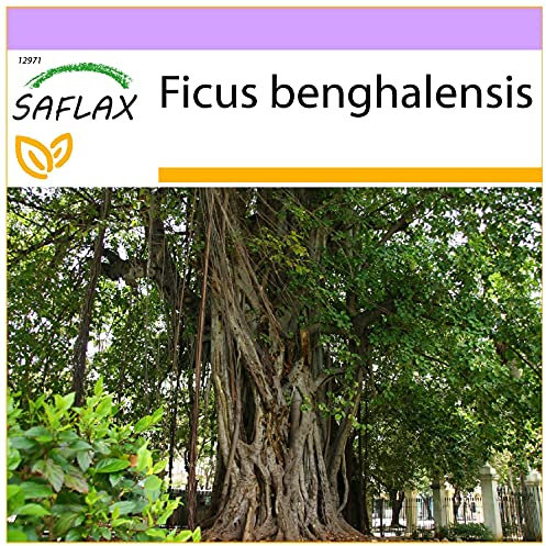 SAFLAX - Figuier des banians - 20 graines - Ficus benghalensis