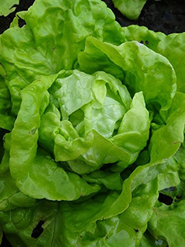 Graines de laitue Gotte jaune d'or 3 grammes