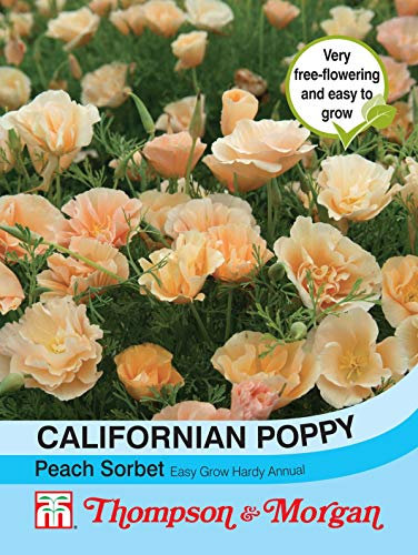 Thompson & Morgan - Flowers - Californian Poppy Peach Sorbet - 150 Seed