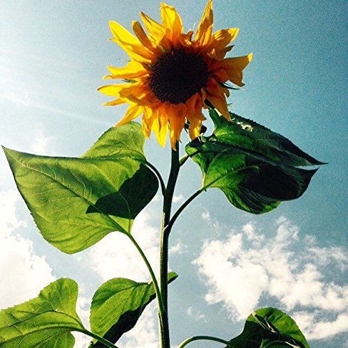 lot de 15 Graines de tournesol semence fleur 2m50 envoi de france sous 48h graines certifié