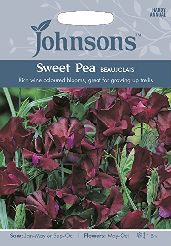 Johnsons Sweet Pea Beaujolais, Burgundy