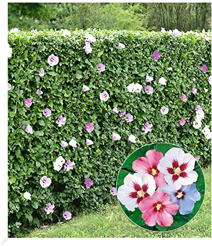 BALDUR Garten Hibiskus-Hecke, 5 Pflanzen, Hibiscus Syriacus Heckenpflanzen blühend, bienenfreundlich, Blüten essbar, winterhart, blühende und blickdichte Hecke