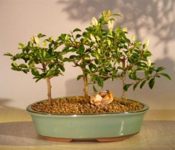 Bonsai Boy Flowering Lavender Star Flower Bonsai 3 Tree Forest Group Grewia Occidentalis
