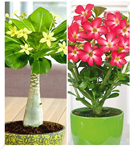 BALDUR Garten Zimmerpflanzen-Kollektion, 2 Pflanzen, 1 Pflanze Hawaii-Palme + 1 Pflanze Wüstenrose Rot, mehrjährig - frostfrei halten, blühend, Brighamia insignis, Adenium obesum