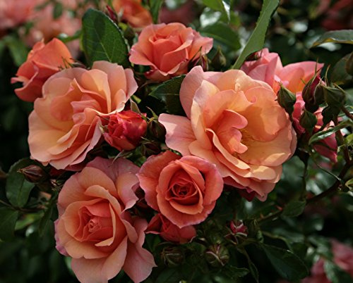 Bodendeckerrose Aprikola im 4 Liter Rosentopf