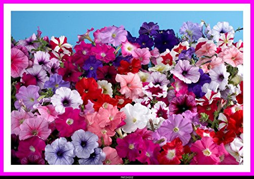 Pétunia pendula mélange jardin et balcon 600 graines