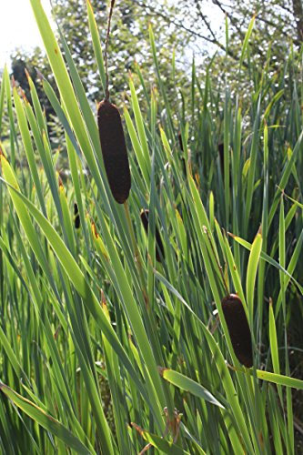 WASSERPFLANZEN WOLFF - 2er-Set - Typha latifolia - breitblättriger Rohrkolben - heimisch - winterhart - durchwurzelte QUALITÄTSSTAUDEN