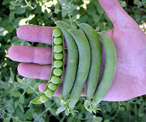 Erbsensamen Oskar Markerbse Maxipack