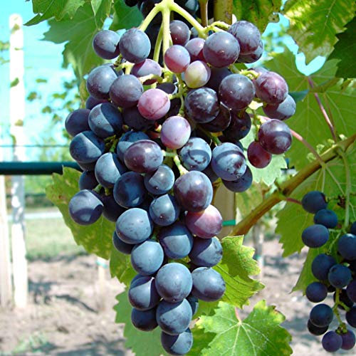 Weintraube New York Muscat blaue Weinrebe kernarmer Wein pilzfest gestäbt 60-90 cm im kleinen Topf