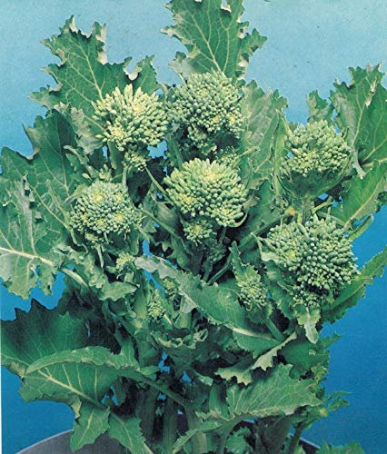 BROCCOLETTO O CIMA DI RAPA GR.250