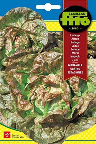 Semillas Fitó 211 - Semillas de Lechuga Maravilla Cuatro Estaciones