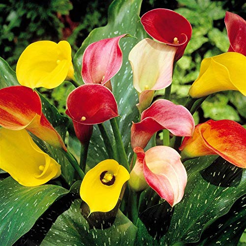 Zantedeschia Mix Calla Lily - 3 flower bulbs
