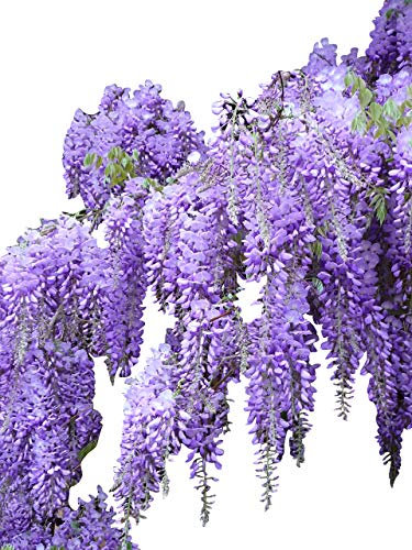 Blauregen >Wisteria sinensis< 50 Samen (Schöne blühende Kletterpflanze Winterhart)