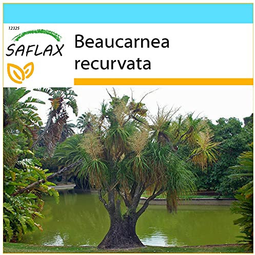 SAFLAX - Gift Set - Ponytail Palm - 10 Seeds - Beaucarnea recurvata