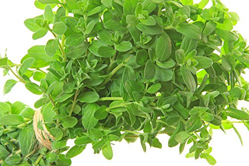 Majoran 200Samen, Origanum majorana