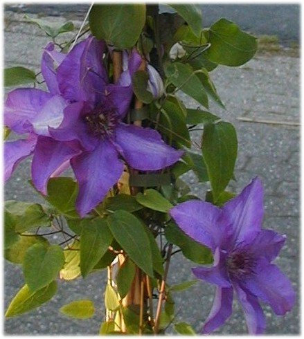 Waldrebe Clematis The President 80 cm hoch im 2 Liter Pflanzcontainer