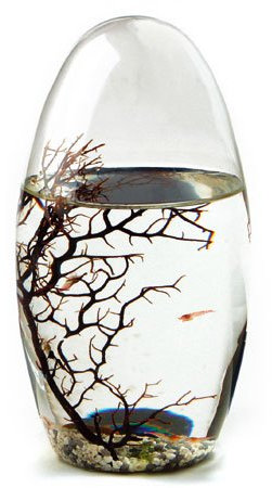 EcoSphere Kleines Oval-13cm White Line Dekoratives Ökosystem, Glas/weiß, 5 x 5 x 13 cm