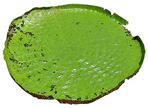 Géant nénuphar (Victoria amazonica) 4 graines fraîches (plante peut avoir de 4 mètres de feuilles flottantes)