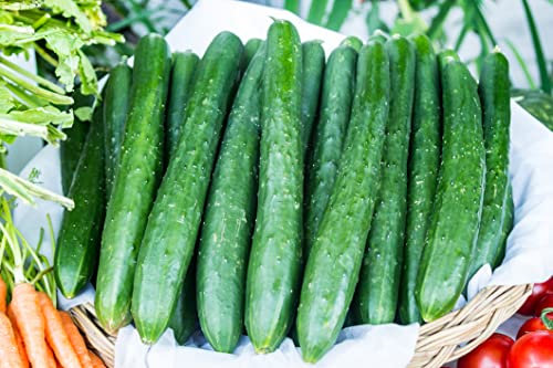 JustSeed - Vegetable - Cucumber - Burpless Tasty Green F1-12 Seeds