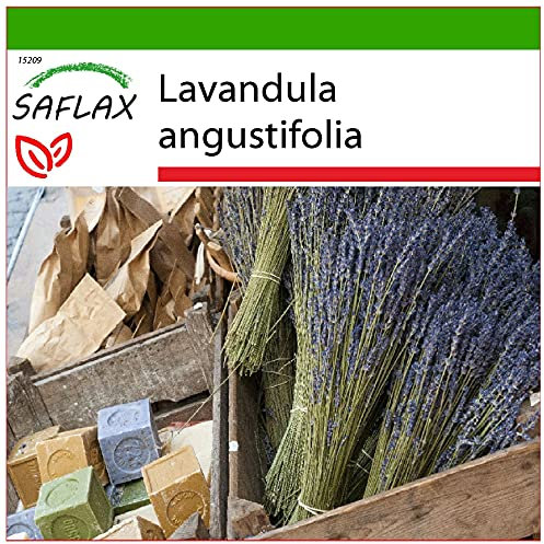 SAFLAX - Lavande vraie - 150 graines - Avec substrat - Lavandula angustifolia