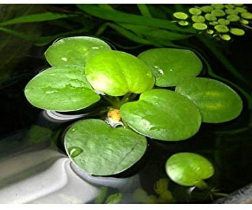 6 plantas de Amazon Frogbit (Limnobium laevigatum), flotantes, vivas para acuario, tamaño mediano