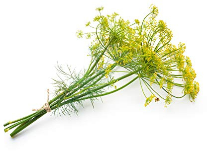 Bouquet Dill Herb Seeds - Non-GMO - 1.5 Grams, Approximately 900 Seeds