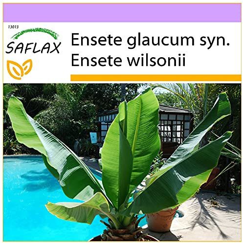 SAFLAX - Bananier des neiges - 10 graines - Ensete glaucum syn. Ensete wilsonii
