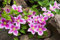 Clematis 'Crystal Fountain' 10 Samen