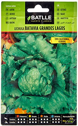 Semi Batlle – Insalata Batavia