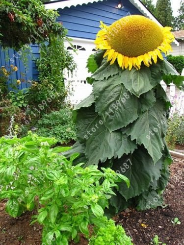 20 pezzi semi di girasole gigante di girasole semi di fiori rari per gli uccelli di semi di girasole giardino di casa di impianto