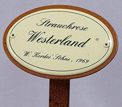 linoows Rosenschild Emaille, Strauchrose: Westerland, W.Kordes`Söhne 1969