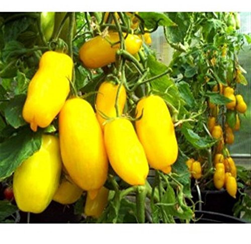 Banana Legs Heritage Heirloom Long Bright Yellow Paste Cooking Tomato 20 Organic Seeds Certified French Organic Grower