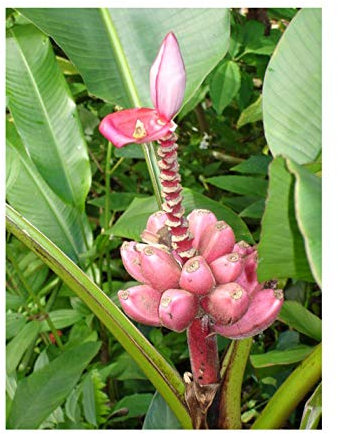 20 graines de bananier Banane / Musa velutina