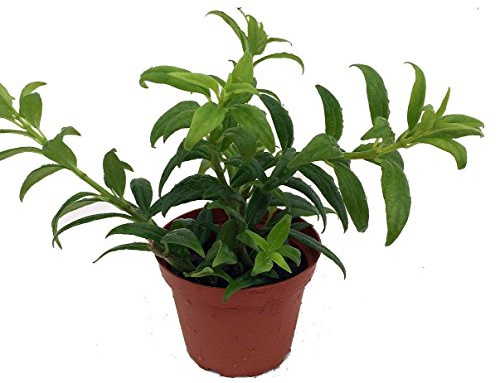 Hirt's Gardens® Goldfish Plant - 4 Pot - Blooms Frequently!