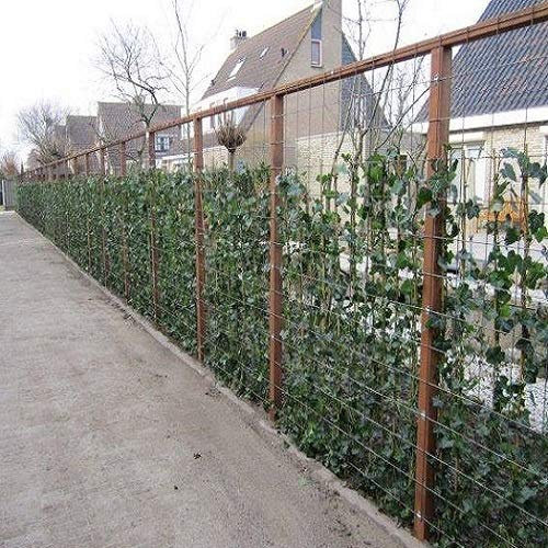 ClematisOnline - Hedera Hibernica 75/100 cm - 6 piante rampicanti sempreverdi per 1 metro lineare 100% privacy siepi (opaco)