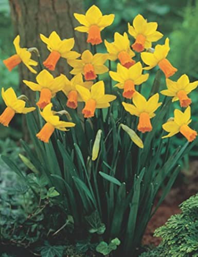Blumenhandel Ullrich Narzissen Jetfire 50 Blumenzwiebeln Narcissus