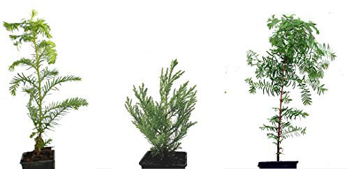 Seedeo® 3 Pflanzengiganten aus der Urzeit