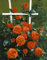 Kletterrose Maintower im 7 Liter Rosentopf