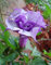 Datura purple queen double - Engelstrompete - Stechapfel - 10 Samen