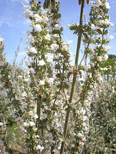 Asklepios-seeds® - 150 Semi di Salvia apiana SALVIA BIANCA