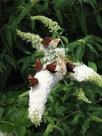 Schmetterlingsstrauch Buddleja White Bouquet 60 cm 3 L Topf winterhart