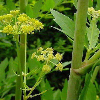 (HEL)~~Lovage~Seeds!!~~~~~~Seldom Used Herb~Great!~~~Perennial!