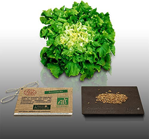 250 graines Bio à semer - Le Grenier d'Abondance - LAITUE CHICOREE SCAROLE à coeur plein - Certifié AB - Lactuca