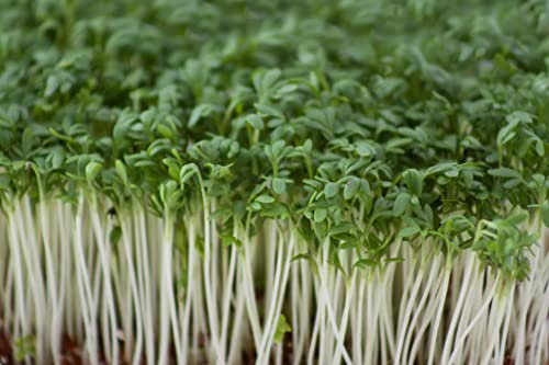Just Seed - Organic Salad Vegetable - Cress Plain/Common - 1000 Seeds - Economy Pack