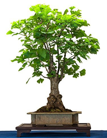 RP Seeds Ginkgo biloba (Maidenhair Tree) - 5 Seeds