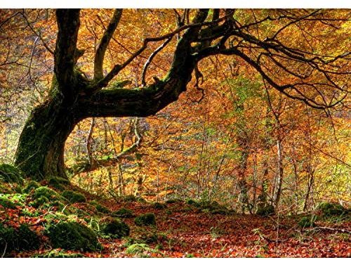 Runa Art Fototapete Wald Herbst 352 x 250 cm Vlies Tapeten XXL Moderne Wandtapete Wohnzimmer Schlafzimmer Braun Orange 9043011a