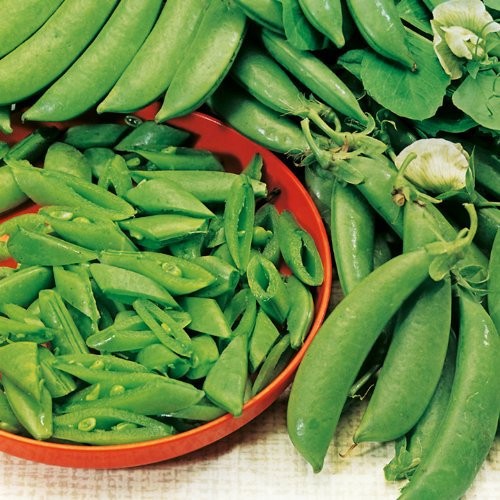 Suttons - Pea Sugar Snap Seeds - Delikett