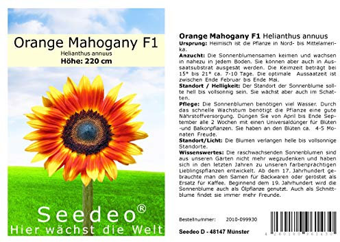 Seedeo Sonnenblume Orange Mahogany F1 (Helianthus annuus) 20 Samen