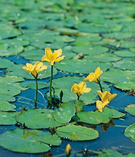 BALDUR Garten Seekanne,3 Knollen Nymphoides peltata Wasserpflanze Teichpflanze