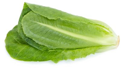 Just Seed - Vegetable - Lettuce - Winter Density - 500 Seed - Economy Pack